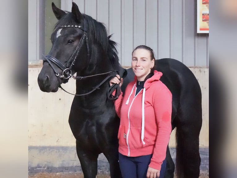 Schweres Warmblut Hengst 2 Jahre 160 cm Rappe in Hermsdorf