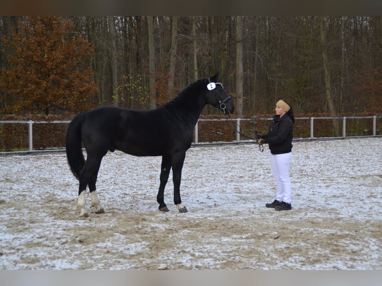 Schweres Warmblut Hengst 2 Jahre 160 cm Rappe in Hermsdorf