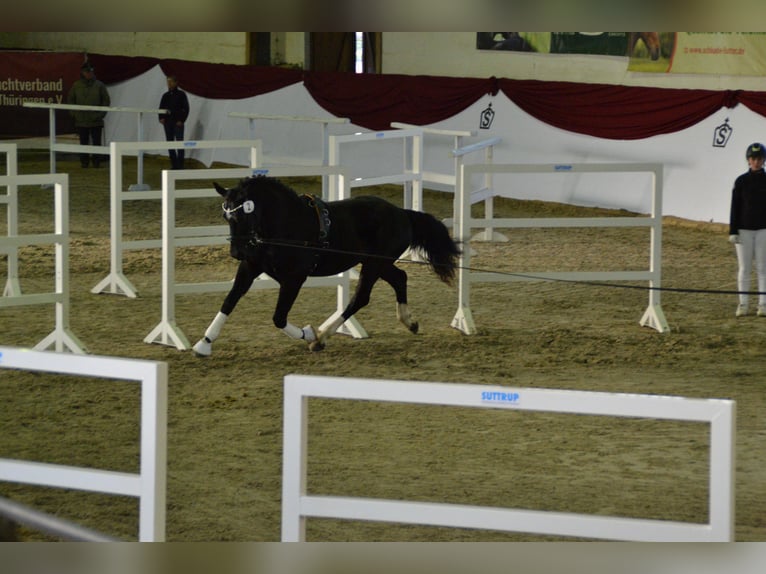 Schweres Warmblut Hengst 2 Jahre 160 cm Rappe in Hermsdorf