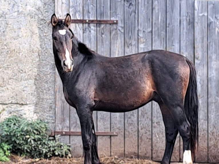 Schweres Warmblut Hengst 2 Jahre 165 cm Brauner in Seehausen (Altmark)