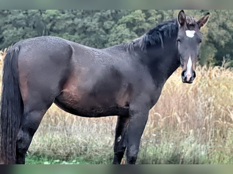 Schweres Warmblut Hengst 2 Jahre 165 cm Brauner in Seehausen (Altmark)