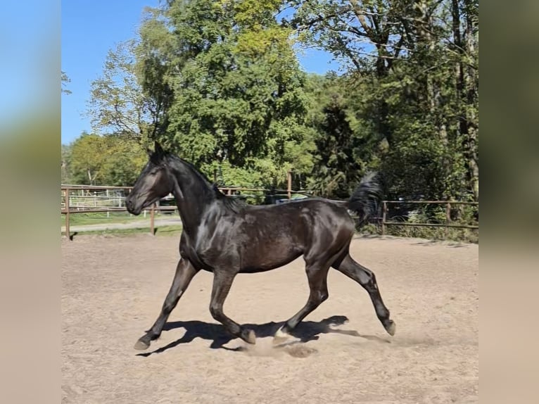 Schweres Warmblut Mix Hengst 2 Jahre 170 cm Rappe in Twist