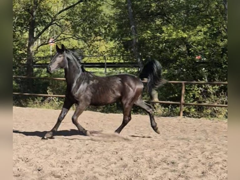 Schweres Warmblut Mix Hengst 2 Jahre 170 cm Rappe in Twist