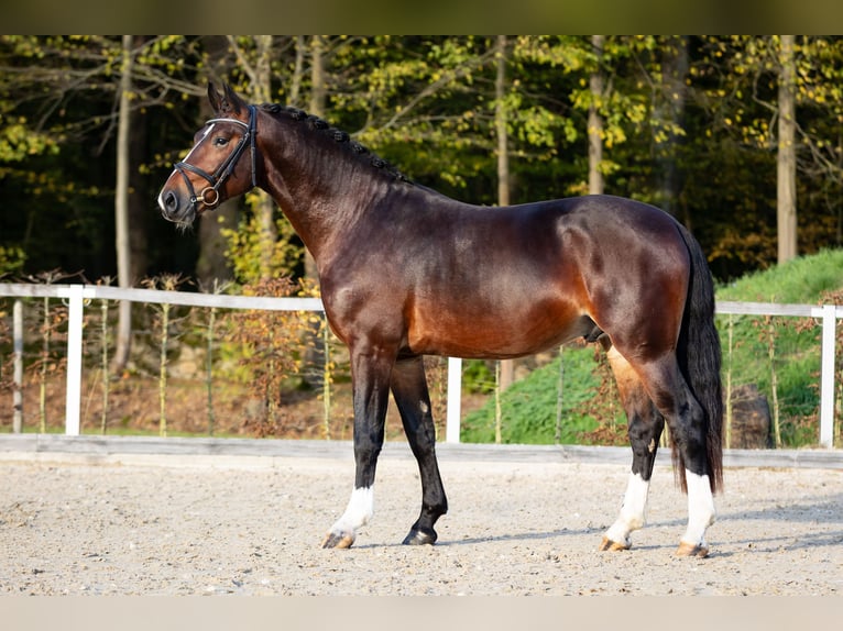 Schweres Warmblut Hengst 2 Jahre Brauner in Moritzburg