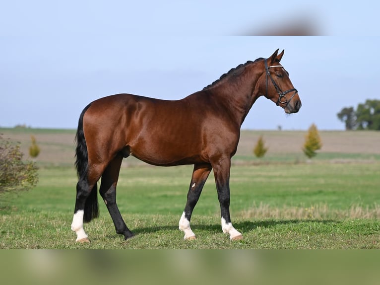 Schweres Warmblut Hengst 2 Jahre Brauner in Moritzburg