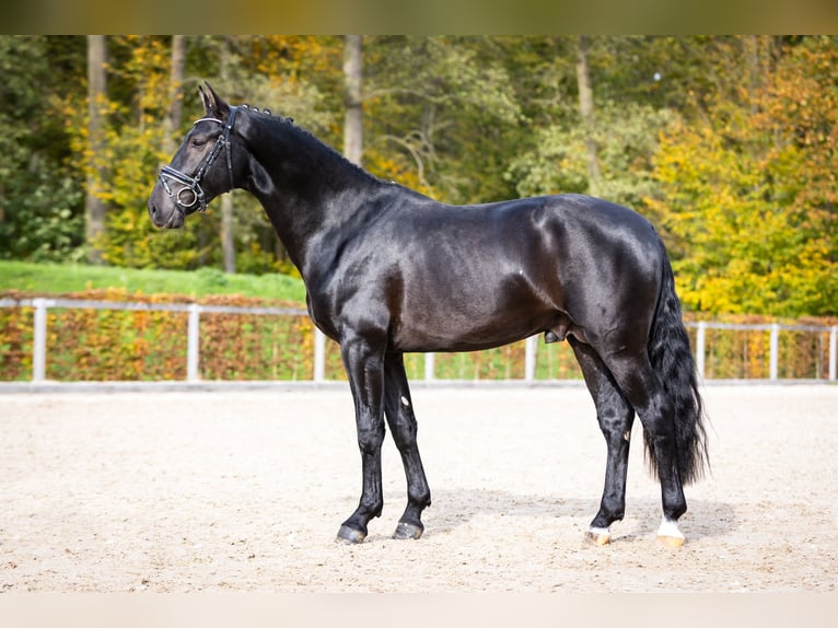 Schweres Warmblut Hengst 2 Jahre Rappe in Moritzburg