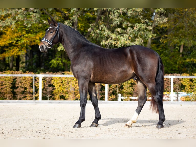 Schweres Warmblut Hengst 2 Jahre Schwarzbrauner in Moritzburg