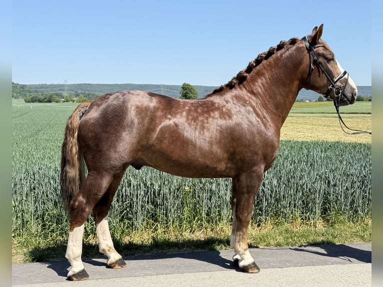 Schweres Warmblut Hengst 3 Jahre 164 cm Dunkelfuchs in Riedlingen