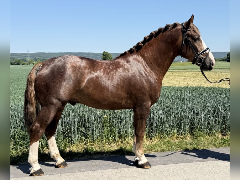 Schweres Warmblut Hengst 3 Jahre 164 cm Dunkelfuchs in Riedlingen