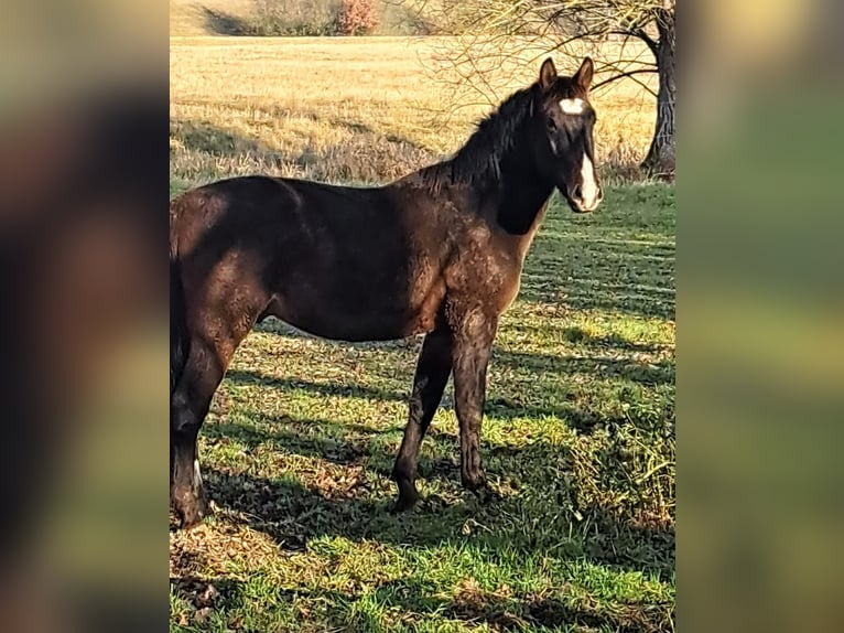 Schweres Warmblut Hengst 3 Jahre 165 cm Brauner in Seehausen (Altmark)