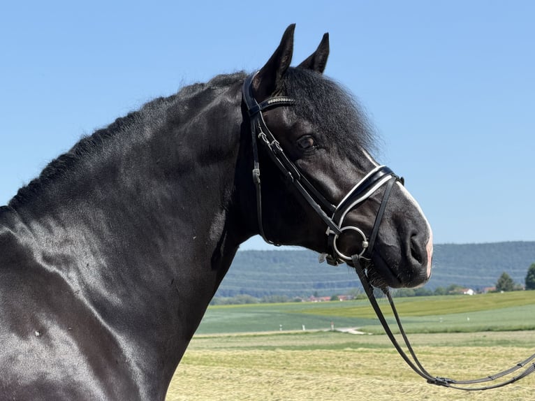 Schweres Warmblut Hengst 4 Jahre 167 cm Rappe in Riedlingen