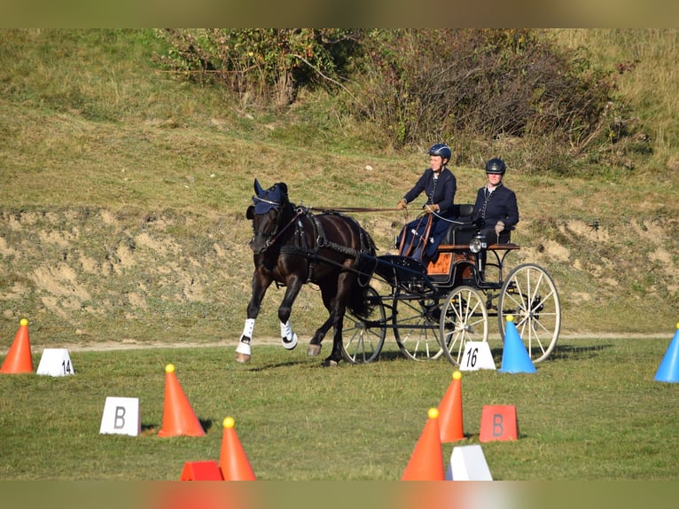 Schweres Warmblut Hengst 6 Jahre 163 cm Schwarzbrauner in Rutha