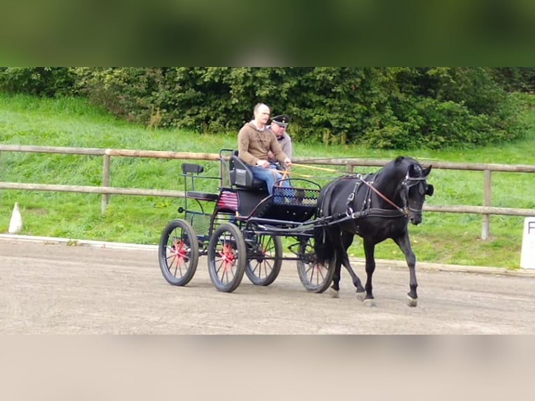 Schweres Warmblut Hengst 6 Jahre 164 cm Rappe in Kamenz