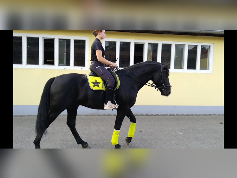 Schweres Warmblut Hengst 6 Jahre 164 cm Rappe in Kamenz