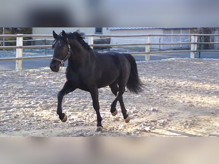 Schweres Warmblut Hengst 6 Jahre 164 cm Rappe in Kamenz