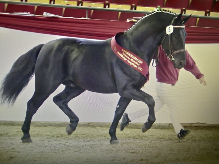 Schweres Warmblut Hengst 6 Jahre 164 cm Rappe in Kamenz