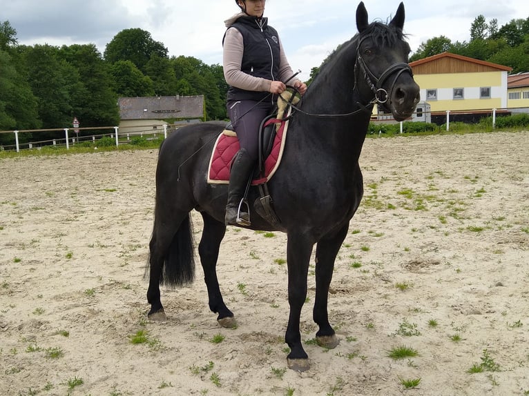Schweres Warmblut Hengst 6 Jahre 164 cm Rappe in Kamenz