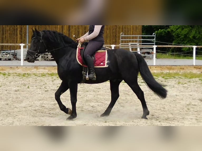 Schweres Warmblut Hengst 6 Jahre 164 cm Rappe in Kamenz