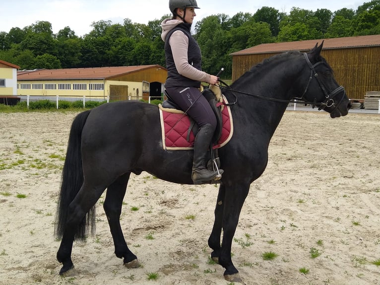 Schweres Warmblut Hengst 6 Jahre 164 cm Rappe in Kamenz
