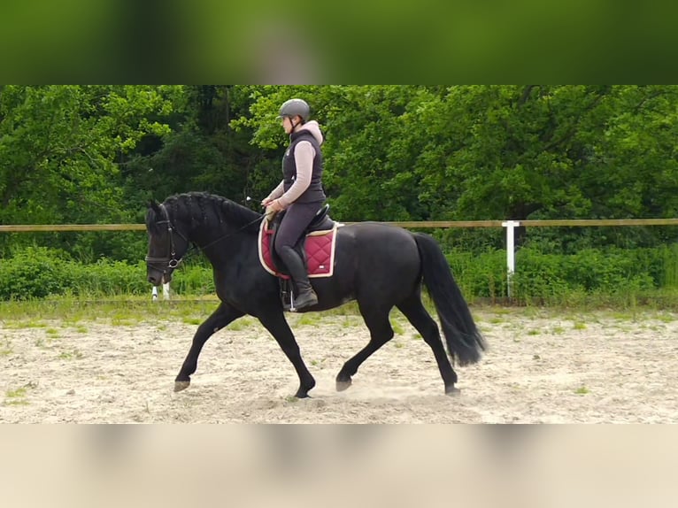 Schweres Warmblut Hengst 6 Jahre 164 cm Rappe in Kamenz