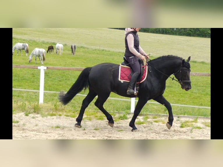Schweres Warmblut Hengst 6 Jahre 164 cm Rappe in Kamenz