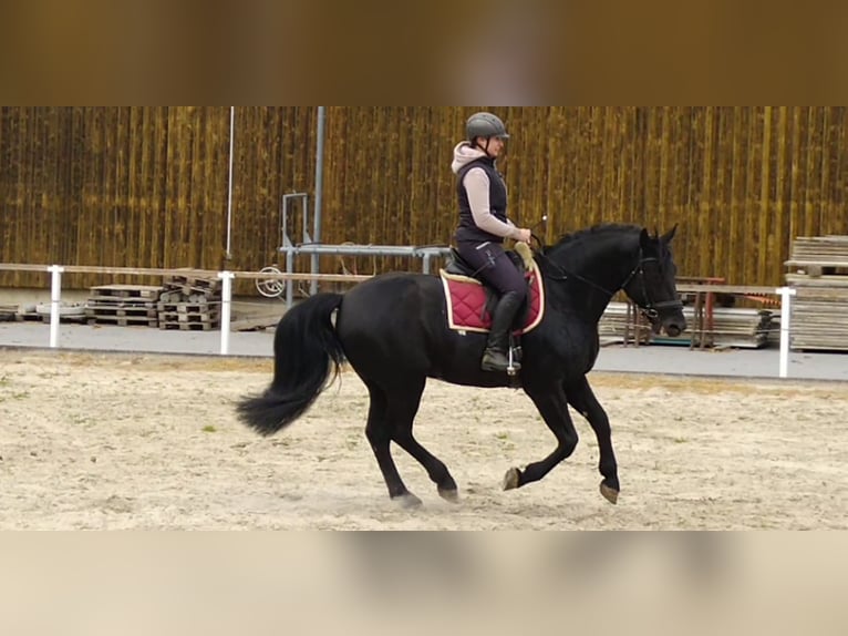 Schweres Warmblut Hengst 6 Jahre 164 cm Rappe in Kamenz