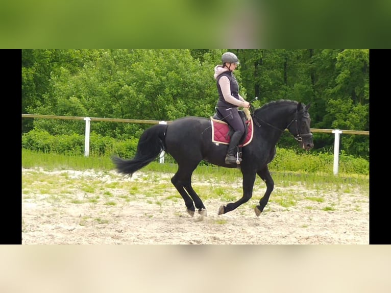 Schweres Warmblut Hengst 6 Jahre 164 cm Rappe in Kamenz