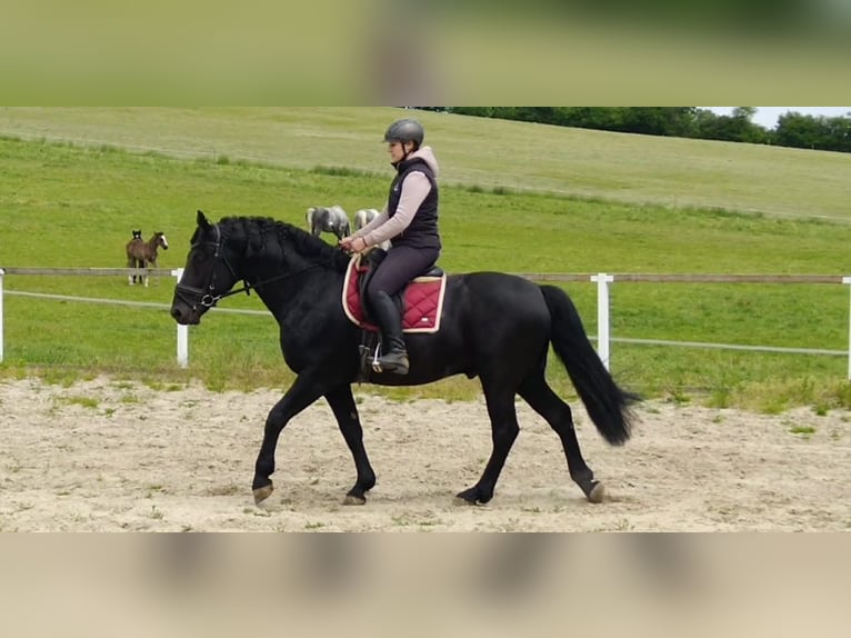 Schweres Warmblut Hengst 6 Jahre 165 cm Rappe in Kamenz