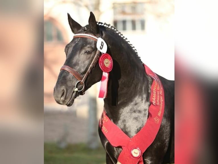Schweres Warmblut Hengst 6 Jahre 165 cm Rappe in Kamenz