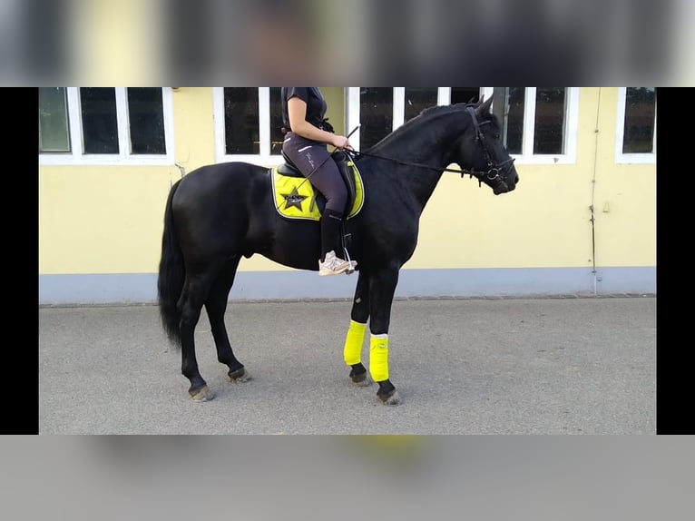 Schweres Warmblut Hengst 6 Jahre 165 cm Rappe in Kamenz