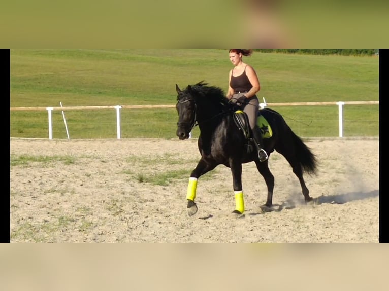 Schweres Warmblut Hengst 6 Jahre 165 cm Rappe in Kamenz