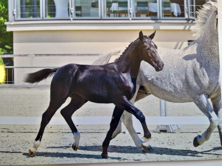 Schweres Warmblut Hengst 6 Jahre 165 cm Rappe in Kamenz