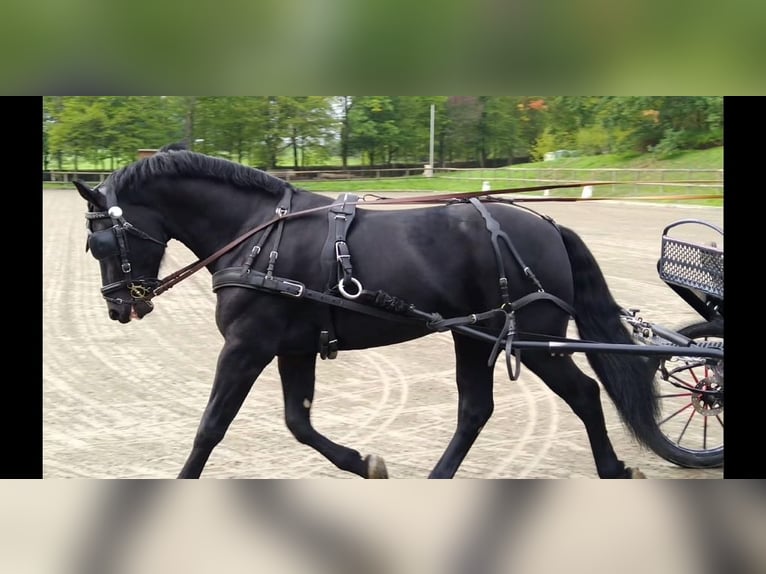 Schweres Warmblut Hengst 6 Jahre 165 cm Rappe in Kamenz