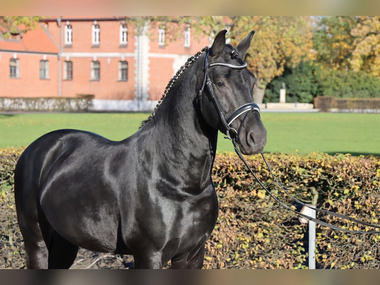 Schweres Warmblut Hengst 8 Jahre 166 cm Rappe in Celle