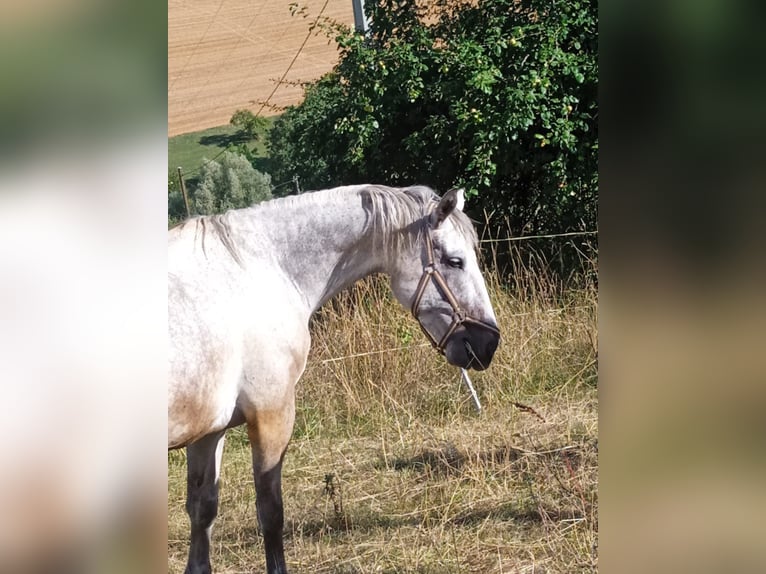 Schweres Warmblut Hengst 9 Jahre 170 cm  in Stühlingen