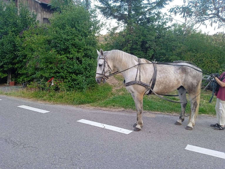 Schweres Warmblut Hengst 9 Jahre 170 cm  in Stühlingen