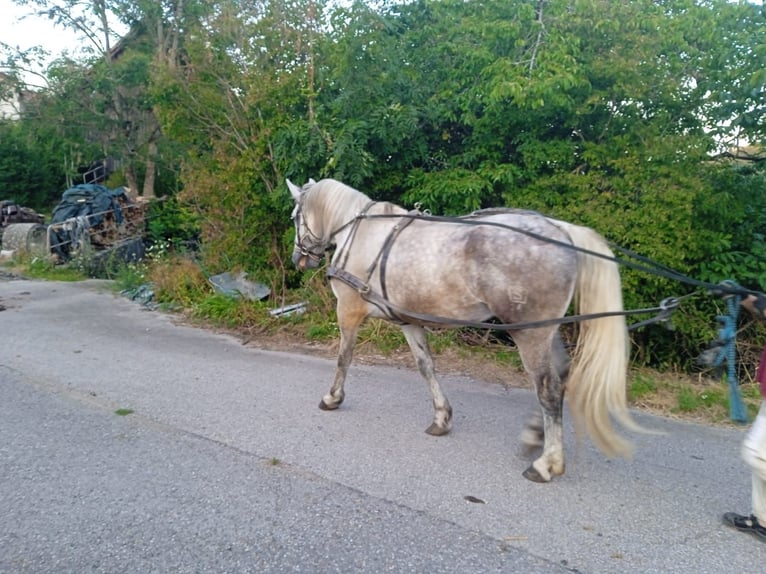 Schweres Warmblut Hengst 9 Jahre 170 cm  in Stühlingen