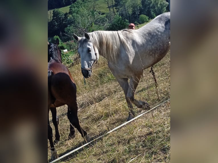 Schweres Warmblut Hengst 9 Jahre 170 cm  in Stühlingen