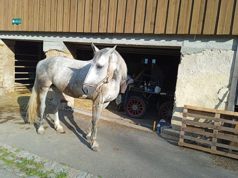 Schweres Warmblut Hengst 9 Jahre 170 cm  in Stühlingen