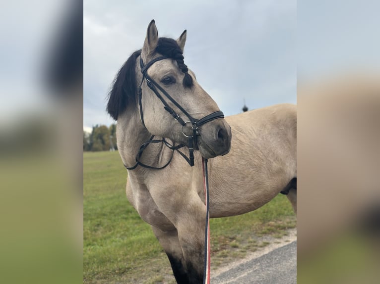 Schweres Warmblut Hengst Champagne in Minsk