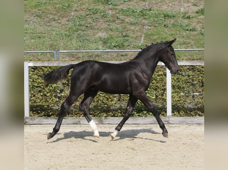 Schweres Warmblut Hengst Fohlen (04/2024) 160 cm Rappe in Zwickau