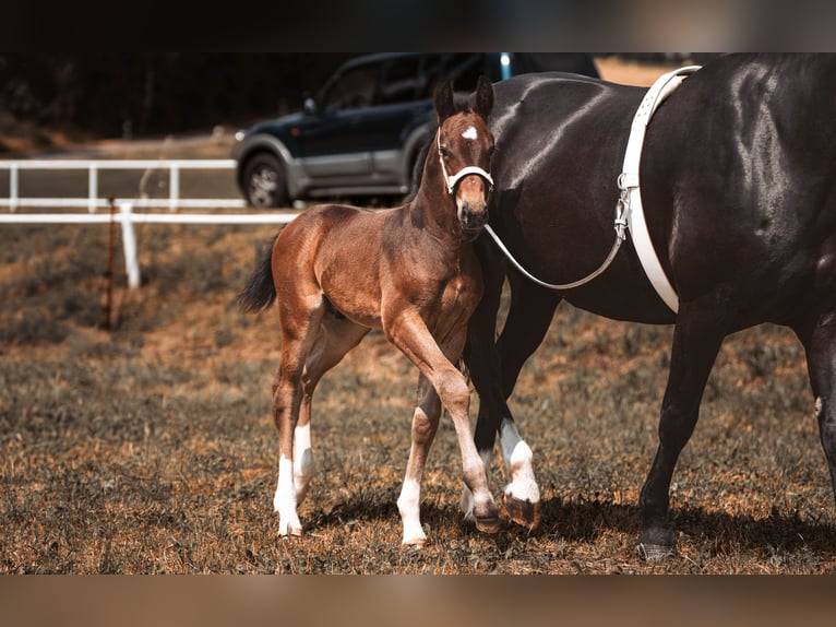 Schweres Warmblut Hengst Fohlen (05/2026) 163 cm Brauner in Chemnitz
