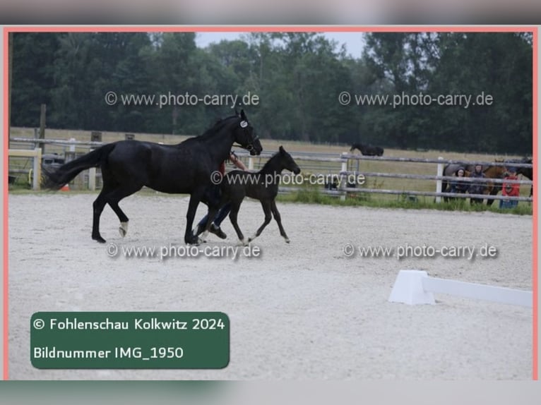 Schweres Warmblut Hengst Fohlen (06/2024) 164 cm Rappe in RadduschVetschau