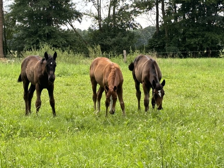 Schweres Warmblut Hengst Fohlen (06/2024) 164 cm Rappe in RadduschVetschau