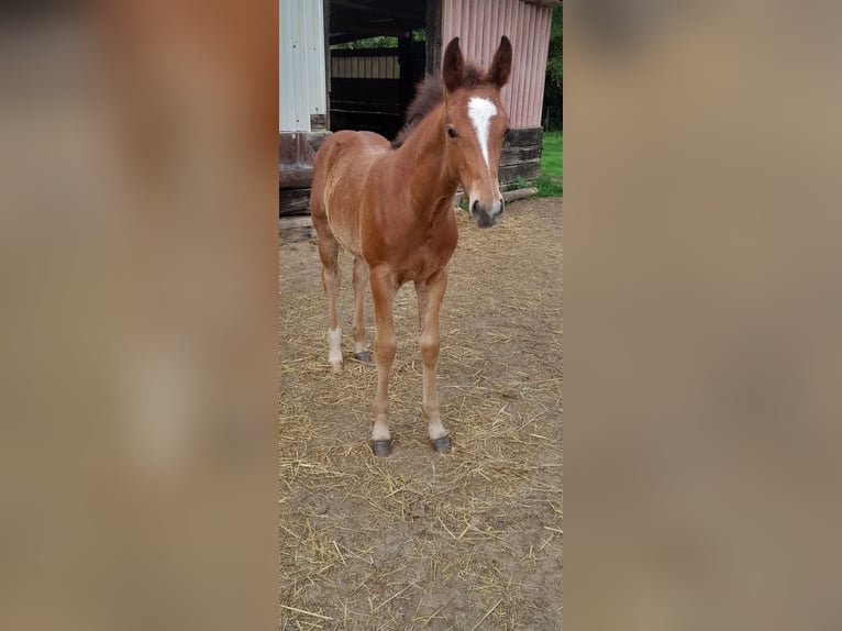 Schweres Warmblut Hengst Fohlen (03/2025) 165 cm Brauner in Bad Sulza