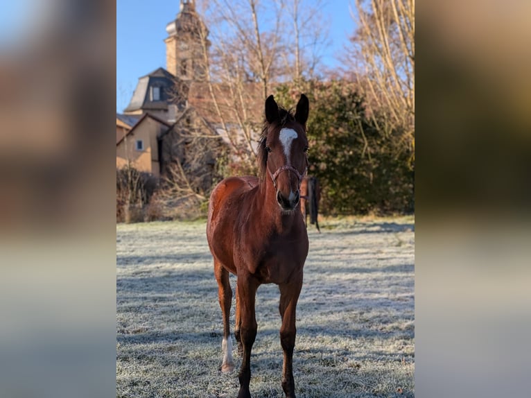 Schweres Warmblut Hengst Fohlen (03/2025) 165 cm Brauner in Bad Sulza