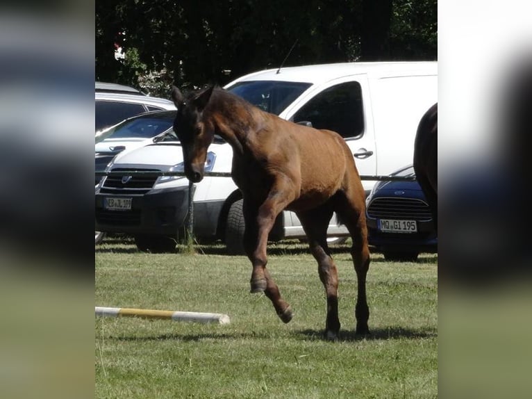 Schweres Warmblut Hengst  165 cm in Hirschroda