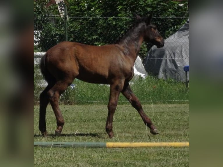 Schweres Warmblut Hengst  165 cm in Hirschroda