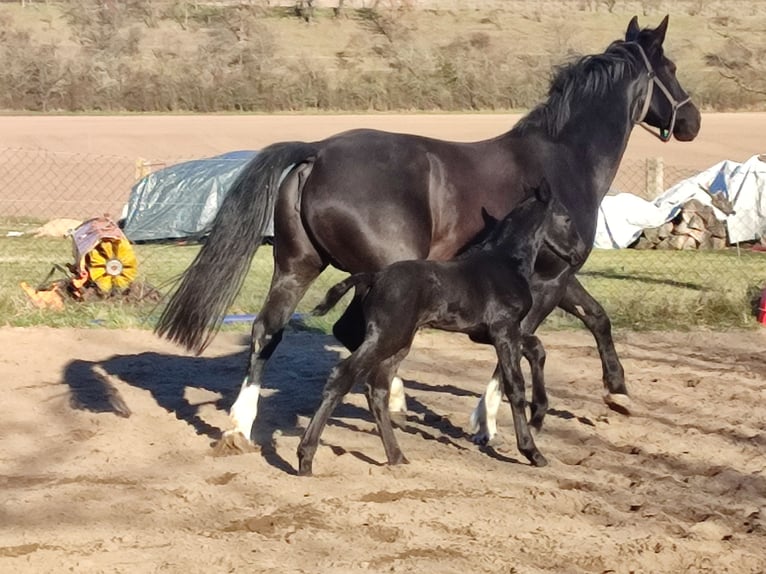 Schweres Warmblut Hengst  165 cm in Hirschroda
