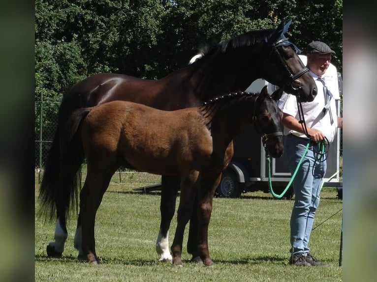 Schweres Warmblut Hengst  165 cm in Hirschroda